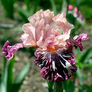 Trails End Iris Gardens