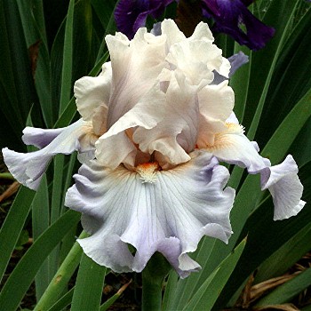 Trails End Iris Gardens